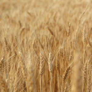Champ de céréales dorées avec épis de blé, seigle et orge