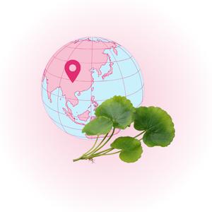 Plante de Centella Asiatica originaire d’Asie aux propriétés apaisantes